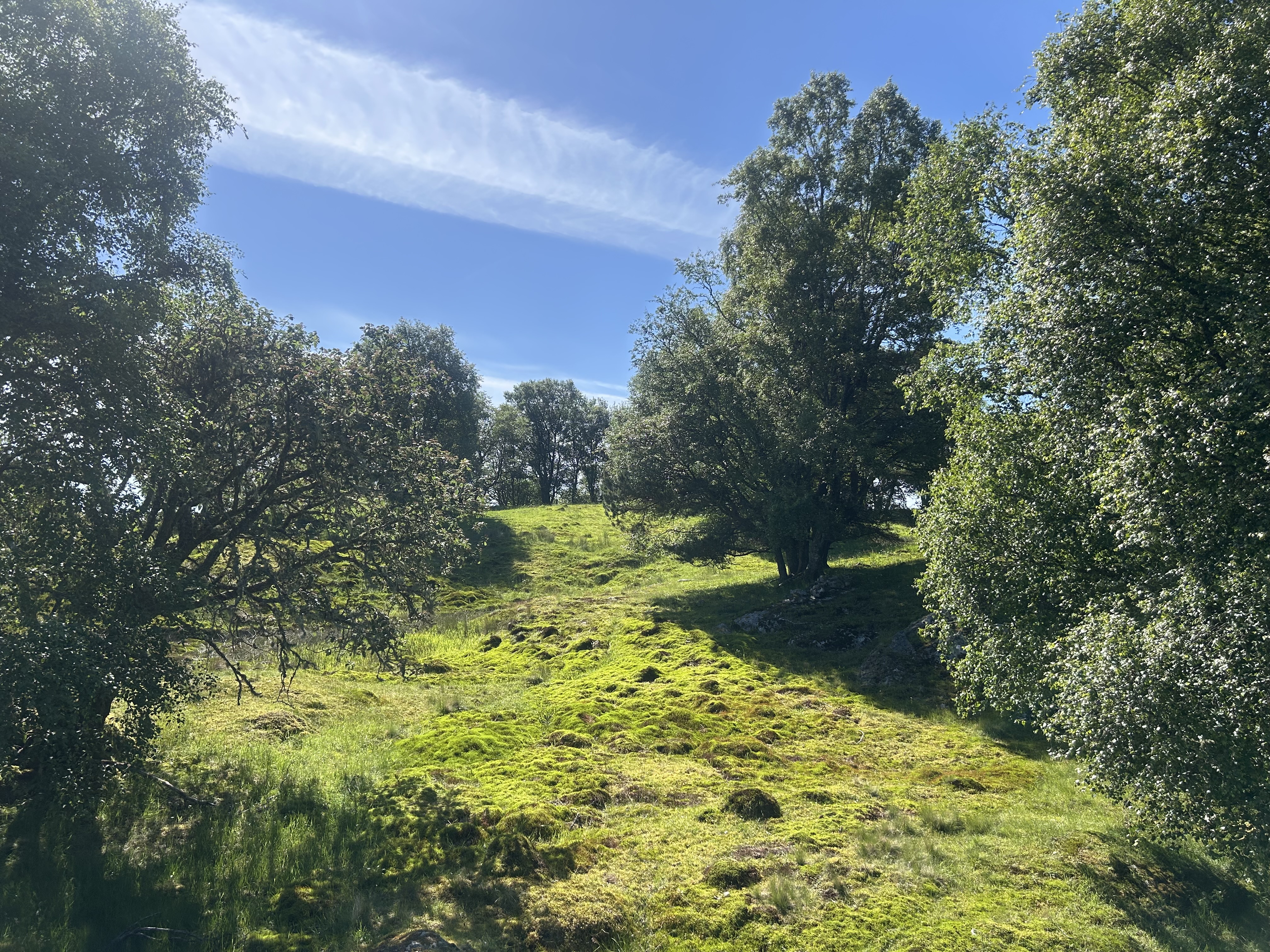 615838180709856